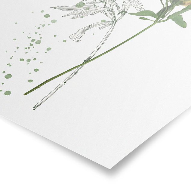 Poster - Botanical Watercolour - Lily