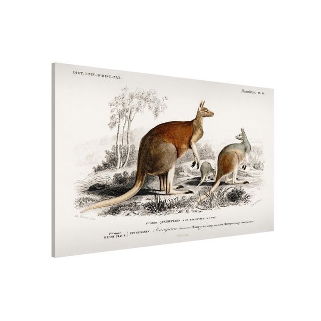 Magnetic memo board - Vintage Board Kangaroo