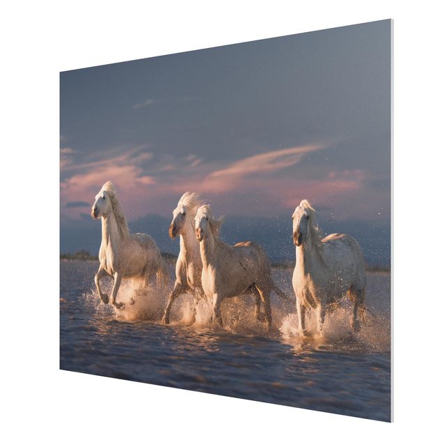 Forex print - Wild Horses In Kamargue