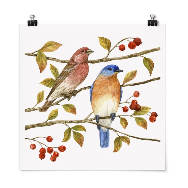 Poster - Birds And Berries - Bluebird