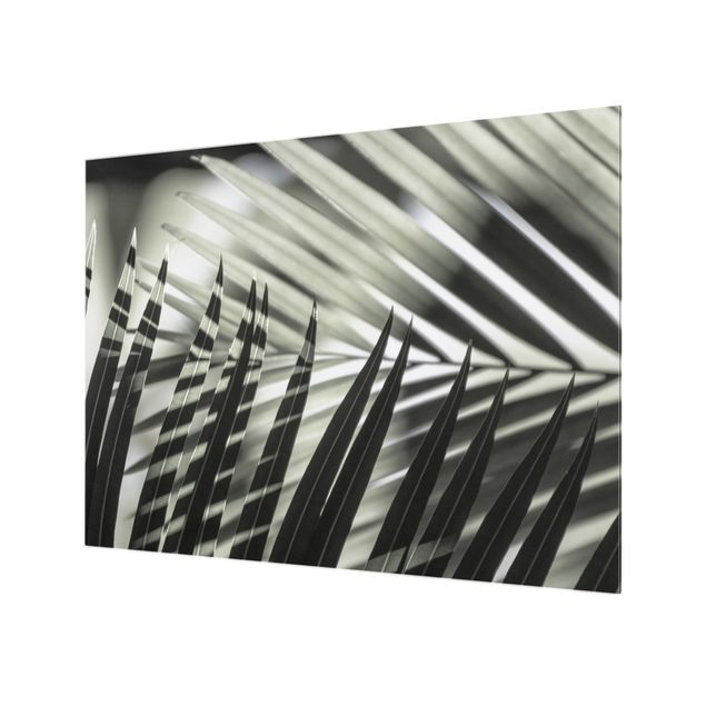 Splashback - Interplay Of Shaddow And Light On Palm Fronds - Landscape format 4:3