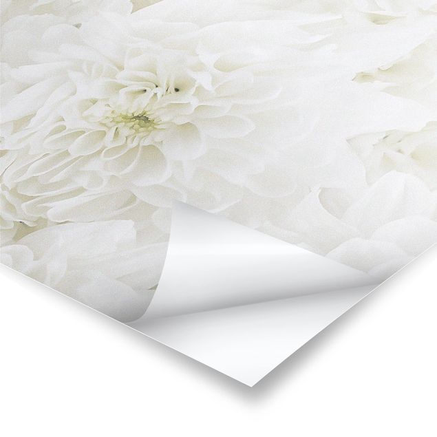 Poster flowers - Dahlias Sea Of Flowers White