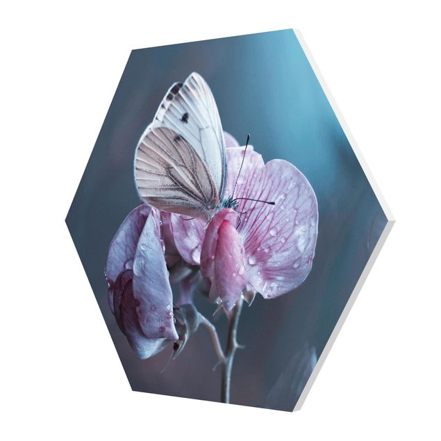 Forex hexagon - Butterfly In The Rain