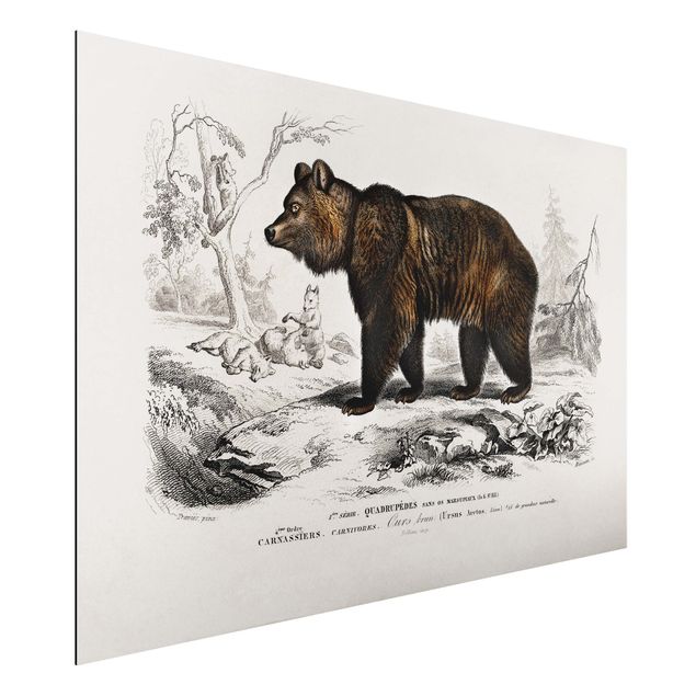 Aluminium dibond Vintage Board Brown Bear