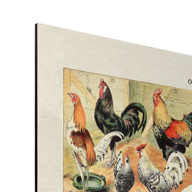 Print on aluminium - Vintage Board European Birds