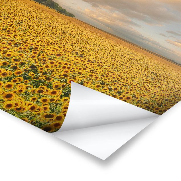 Poster - Field With Sunflowers