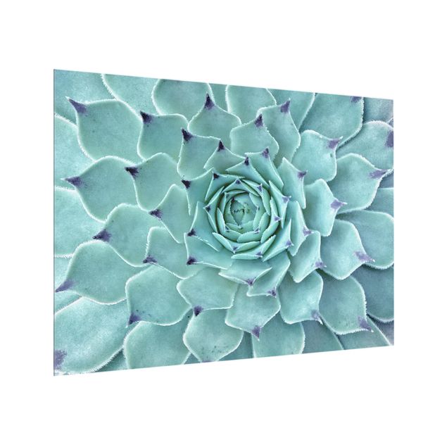 Glass Splashback - Cactus Agave - Landscape 3:4