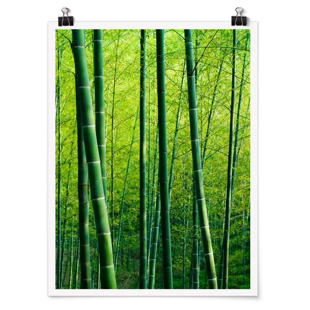 Poster nature & landscape - Bamboo Forest