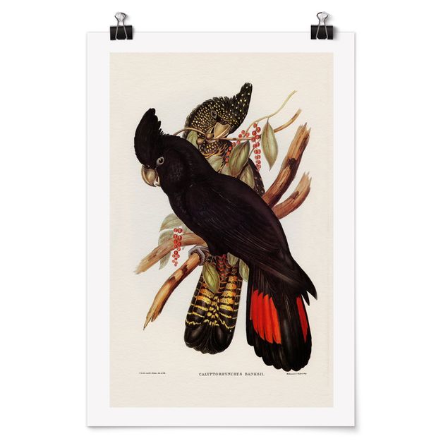 Poster - Vintage Illustration Black Cockatoo Black Gold