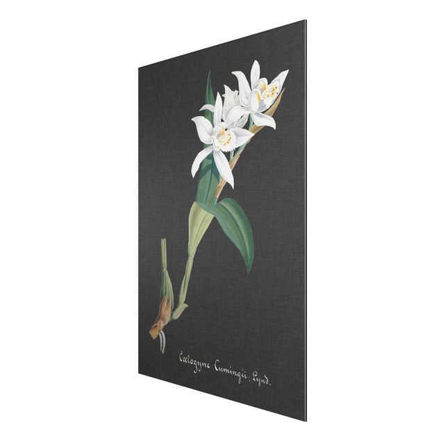 Print on aluminium - White Orchid On Linen II