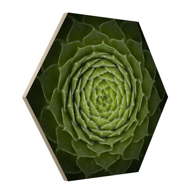 Wooden hexagon - Mandala Succulent