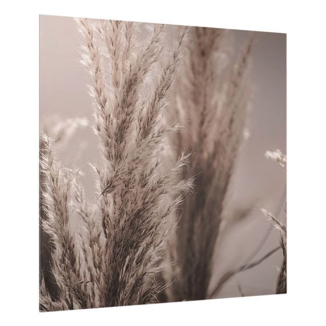 Splashback - Pampas Grass In Late Fall - Square 1:1
