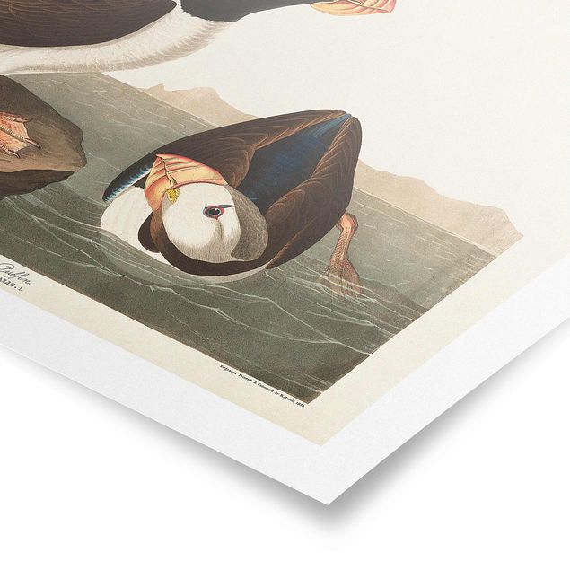 Poster - Vintage Board Puffin II