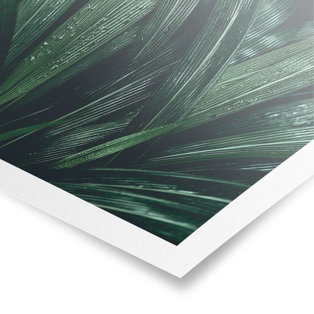Poster - Green Palm Leaves