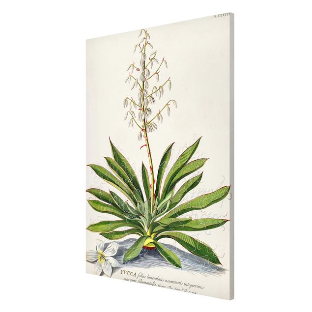 Magnetic memo board - Vintage Botanical Illustration Yucca