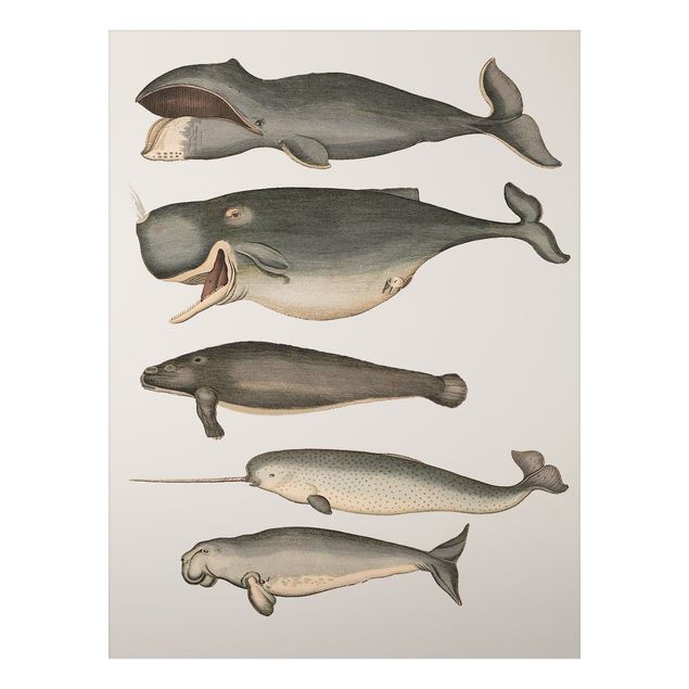 Print on aluminium - Five Vintage Whales