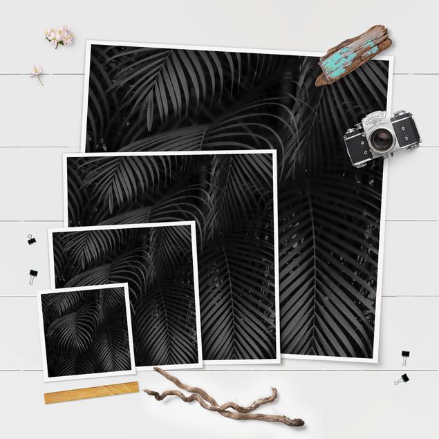 Poster - Black Palm Fronds