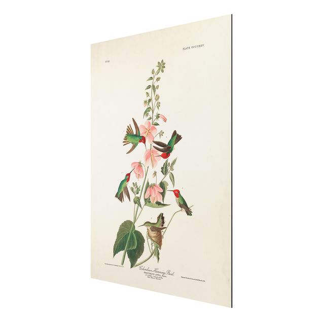 Print on aluminium - Vintage Board Colombian Hummingbird