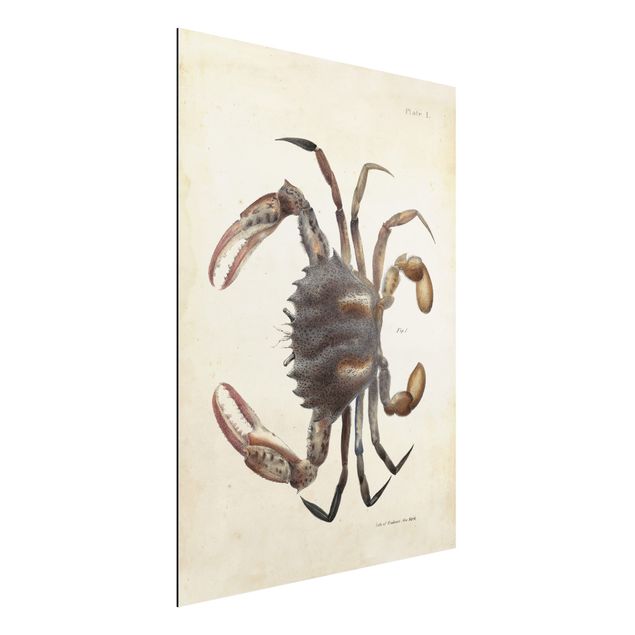 Aluminium dibond Vintage Illustration Crab