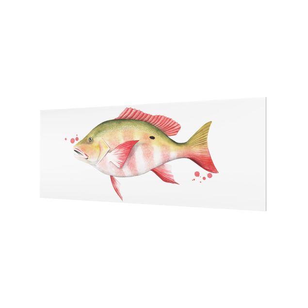 Splashback - Color Catch - Northern Red Snapper