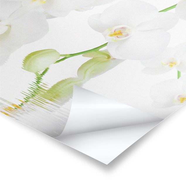 Poster - Spa Orchid - White Orchid