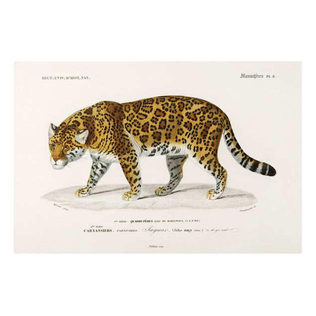 Print on forex - Vintage Board Jaguar