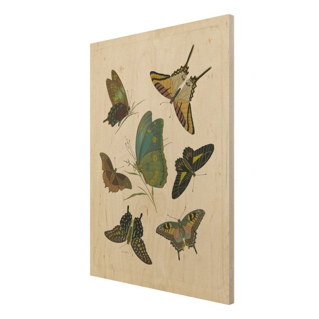 Print on wood - Vintage Illustration Exotic Butterflies