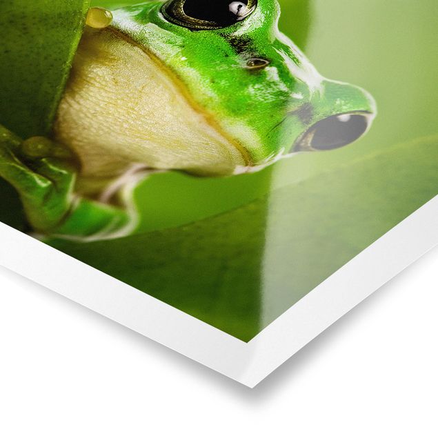 Poster - Frog