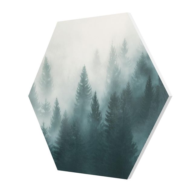 Forex hexagon - Coniferous Forest In Fog