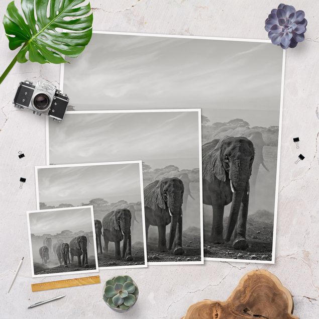 Poster - Herd Of Elephants