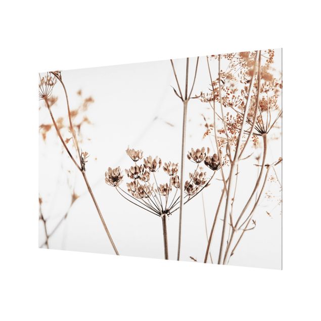 Splashback - Dried Flower With Light And Shadows - Landscape format 4:3