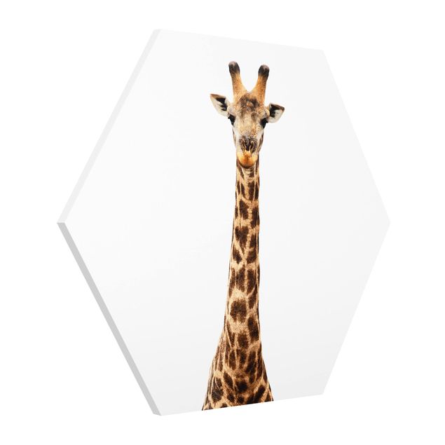 Forex hexagon - Giraffe head