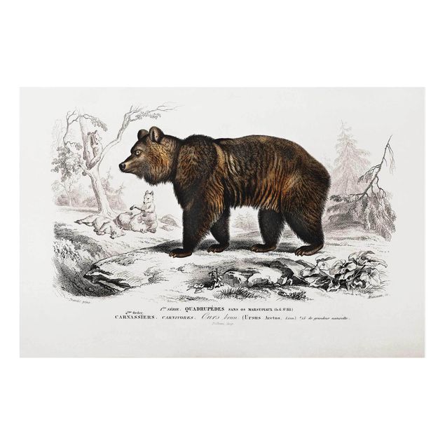 Glass print - Vintage Board Brown Bear