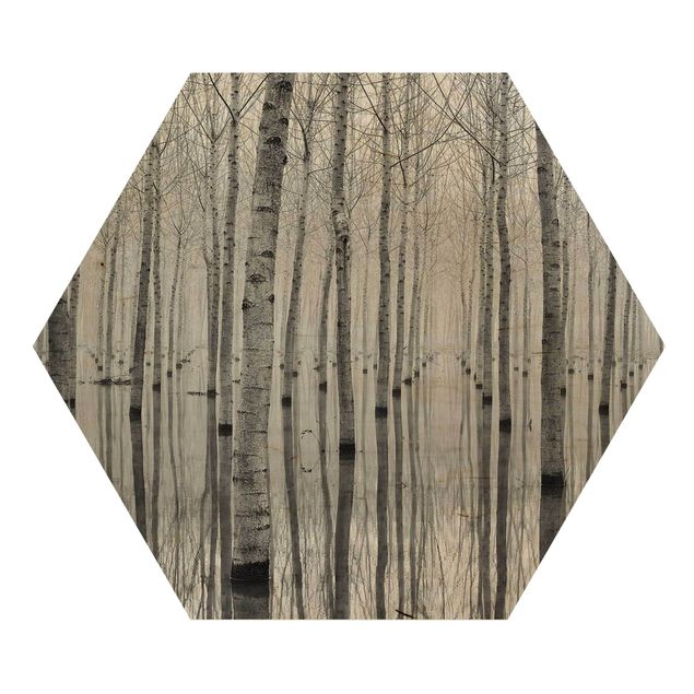 Wooden hexagon - Birches In November