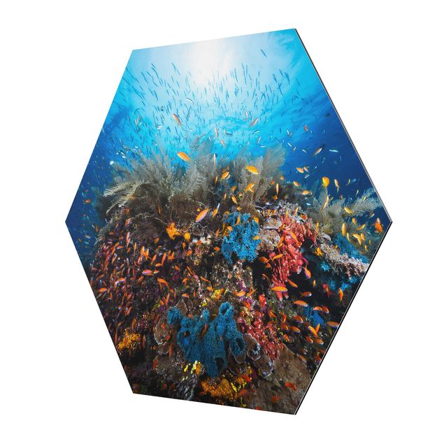 Alu-Dibond hexagon - Lagoon Underwater