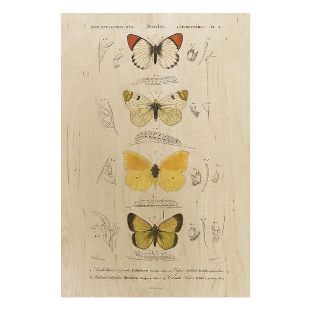 Print on wood - Vintage Board Butterflies II