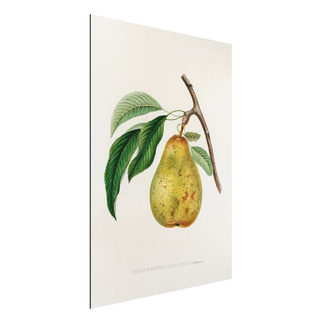 Aluminium dibond Botany Vintage Illustration Yellow Pear