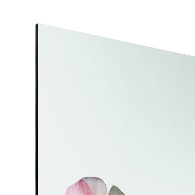 Print on aluminium - Bonsai With Marshmallows
