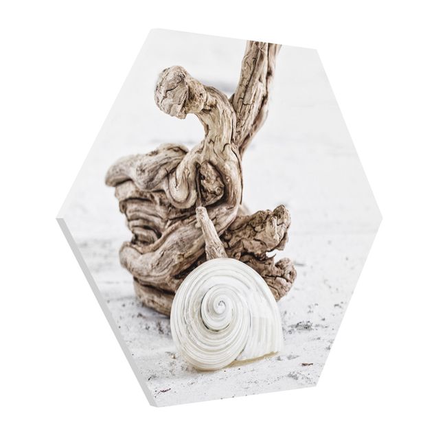 Hexagon Picture Forex - White Snail Shell And Burl