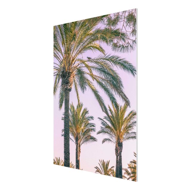 Print on forex - Palm Trees At Sunset