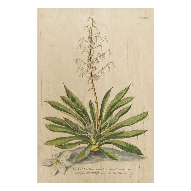 Print on wood - Vintage Botanical Illustration Yucca