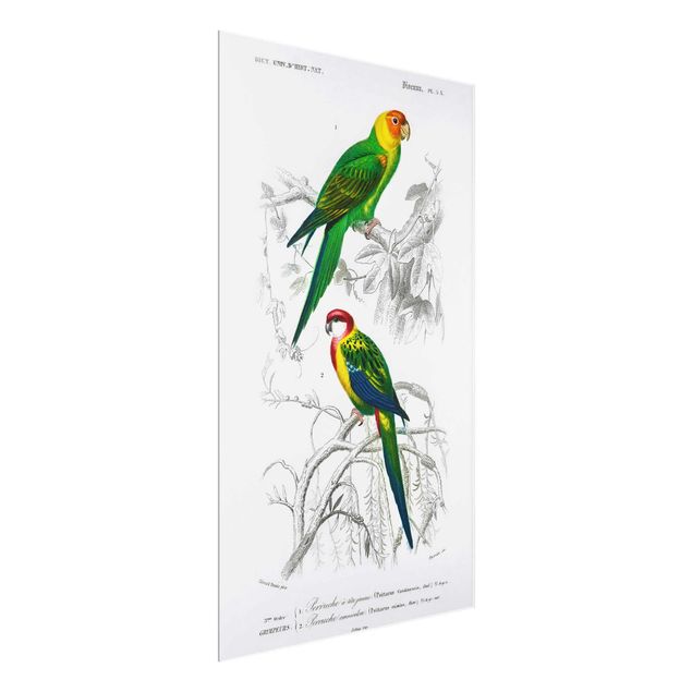 Glass print - Vintage Wall Chart Two Parrots Green Red