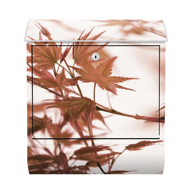 Letterbox - Maple Leaf In Autumn Sun