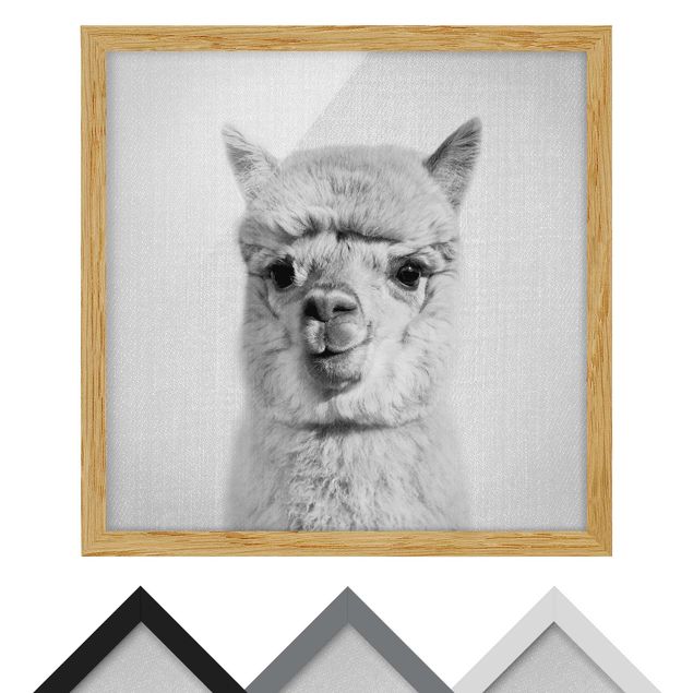 Framed poster - Alpaca Alfred Black And White