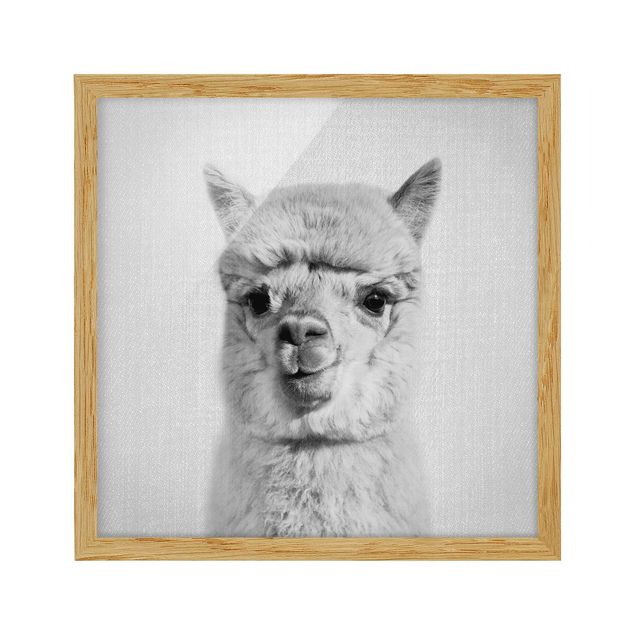 Framed poster - Alpaca Alfred Black And White