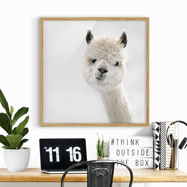 Framed poster - Alpaca Portrait
