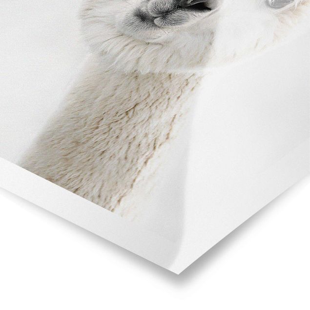 Poster - Alpaca Portrait