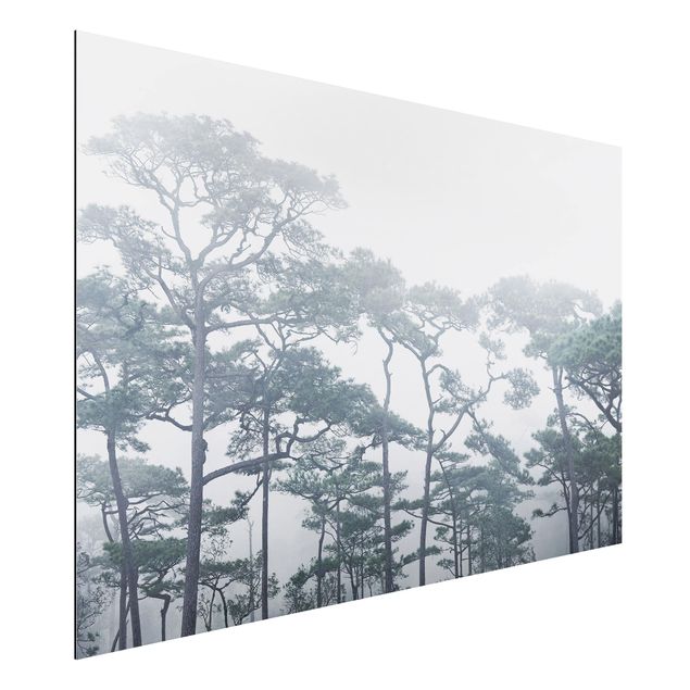 Alu dibond Treetops In Fog