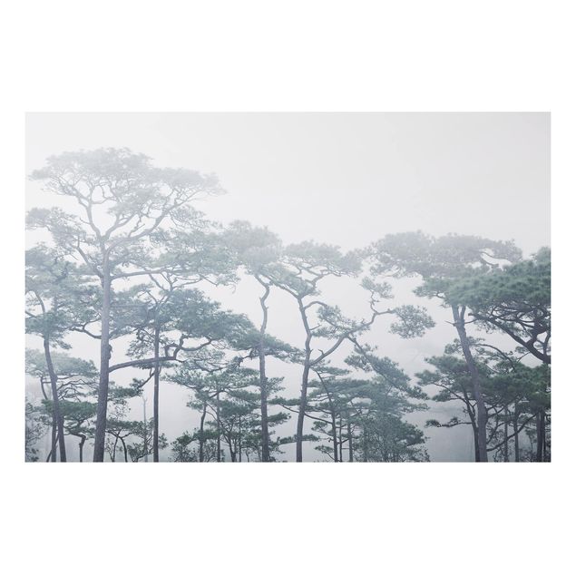 Print on aluminium - Treetops In Fog