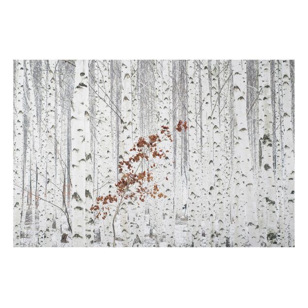 Print on aluminium - Birch Trees In Autumn